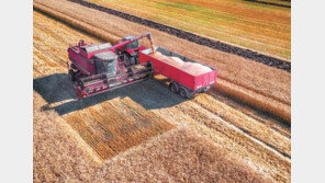 수십 t 달하는 ‘공룡급 콤바인’, 논 망가뜨리고 수확량 줄인다 
