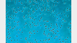 “구강유산균이 호흡기-장 바이러스 억제”