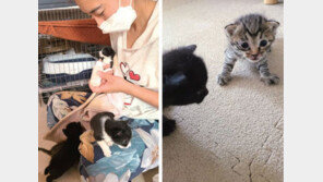 아픈 고양이들의 쉼터  ‘길동이하우스’ 김현정 대표  “건강 되찾은 고양이들 입양 보내는 게 가장 큰 목표