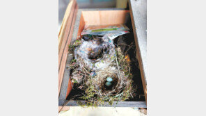 [고양이 눈]서랍장 둥지