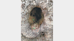 [고양이 눈]‘나무 둥지 엄마’