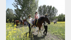 서울숲 유채꽃밭에서 승마체험![청계천 옆 사진관]