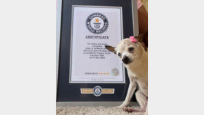 세계 최고령 개는 美 22세 토이 폭스테리어…기네스 등재