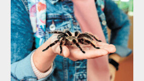 규제 사각지대 놓인 ‘애완용 거미’ 거래, 방치했다간 생태계 파괴 우려