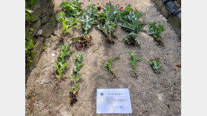 여수 섬마을서 양귀배 재배 주민 30명 적발…347주 압수 폐기