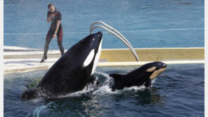 프랑스 센강에서 발견된 범고래…바다로 돌려보내지 못한 까닭은