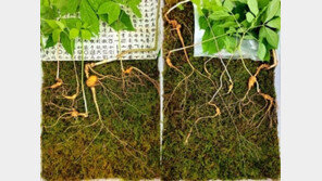 덕유산 자락서 120년 천종산삼 12뿌리 나와…2억4000만원 호가