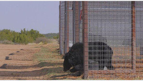 한국서 담즙 착취 당한 곰 22마리의 미국行…자유의 땅 밟았다
