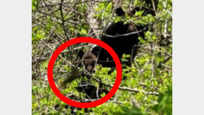 멸종위기 1급 반달가슴곰, 4세대 출생…어떻게 생겼나