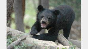 반달가슴곰 복원 사업 18년만에 ‘증손주’ 태어났다