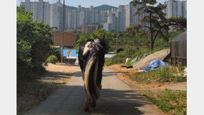 인천서 승마체험장 말 1마리 도로 활보…스스로 복귀