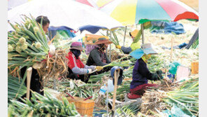 대파 수확작업 한창