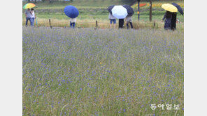 초여름 단비에 보랏빛 꽃망울