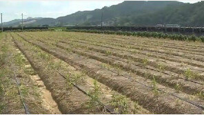 올해 봄 역대 가장 더웠다…강수일수는 세번째로 적어