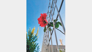 [고양이 눈]장미의 대화