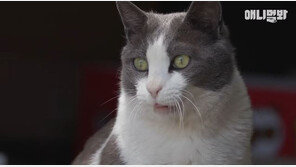 모두 떠난 청와대…춘추관서 살던 고양이 ‘흑임자’는 어디로?