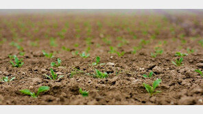 올 봄, 역대 가장 더웠다…전국 평균기온 13.2도로 관측이래 최대