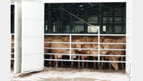 풀밭으로 우(牛)르르, 한우 200마리 초지(草地)생활 시작[청계천 옆 사진관]