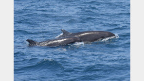 흑범고래 250마리 ‘집단이동’ 17년만…동해 희귀고래들 발견