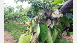 “사과값도 오르나” 장마 앞두고 과수화상병 확산 주의