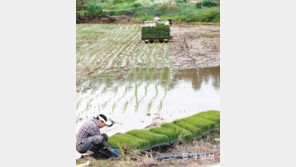 모내기로 분주한 농촌 들녘