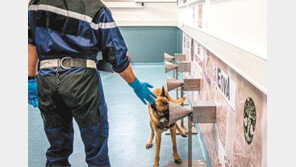 정확도 97%… ‘개 코’로 코로나 감염 여부 알 수 있다 