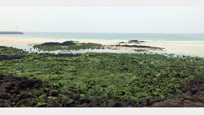 소 한마리가 하루 메탄가스 500리터 배출…구멍갈파래 먹여 30% 감소