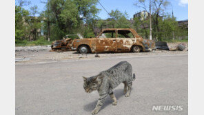 ‘고양이→사람’ 코로나19 감염 첫 사례 나왔다