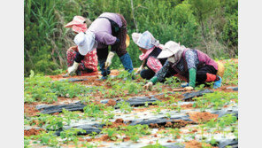 잡초 뽑는 농민들