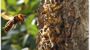 전남 함평서 벌에 코 쏘인 40대 숨져…“부검 예정”