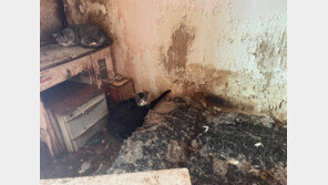 쓰레기·오물 뒤섞인 아파트에 고양이 11마리 방치