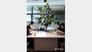 [고양이 눈]‘나무 가림막’