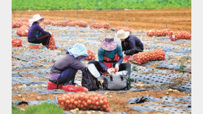 양파 수확 한창