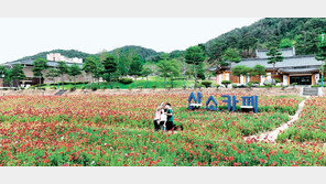 붉게 물든 꽃양귀비밭에서 ‘찰칵’