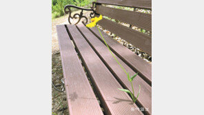 [고양이 눈]“세상이 궁금해”