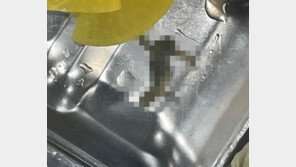 급식에서 또 ‘개구리 사체’…이번엔 열무김치말이국수에서