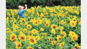 만개한 해바라기… 성큼 다가온 여름