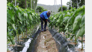 ‘반가운 비’ 농작물 가뭄 대부분 해갈…정부 배추·무 등 비축 추진
