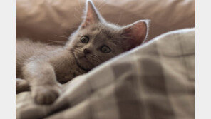 美반려인 46%, 침대서 함께 취침…“털 안보여도 청소하세요”