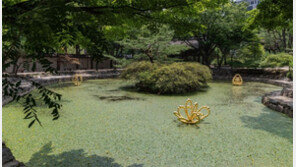 덕수궁 연못에 핀 황금연꽃, 서울 한복판서 마법을 건다
