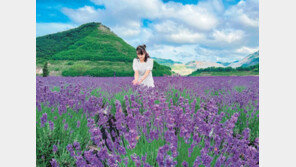 라벤더로 물든 폐광산… 삭막함 벗고 힐링 입은 ‘동해’로 떠나볼까