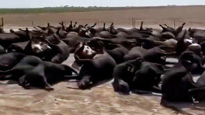 美폭염에 소 수천마리 떼죽음…벌판 뒤덮은 사체 ‘충격’