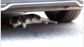 생후 1개월 길고양이 온몸에 접착제가…경찰 수사 착수