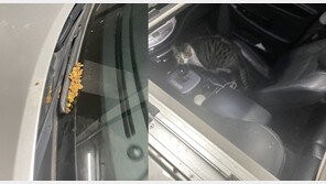 남의 차 와이퍼에 고양이 사료 잔뜩…“캣맘, 상식 넘었다” 황당