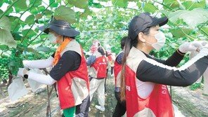 ‘샤롯데 봉사단’ 과수농가 봉사