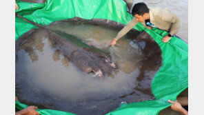 ‘4m·300㎏’ 캄보디아서 잡힌 가오리…세계서 가장 큰 민물고기
