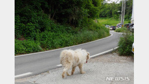 남양주 개물림 사망사고 견주 지목 60대 ‘혐의 전면 부인’