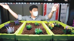 “스마트팜 조명 받아 쑥쑥 자라다오”