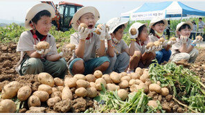 “하지 감자 캤어요”