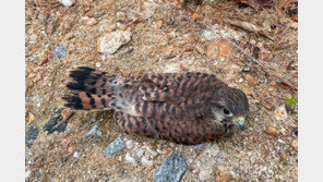 “땅에 있는 어린 새, 바로 주우면 안 돼…생존 연습 중”